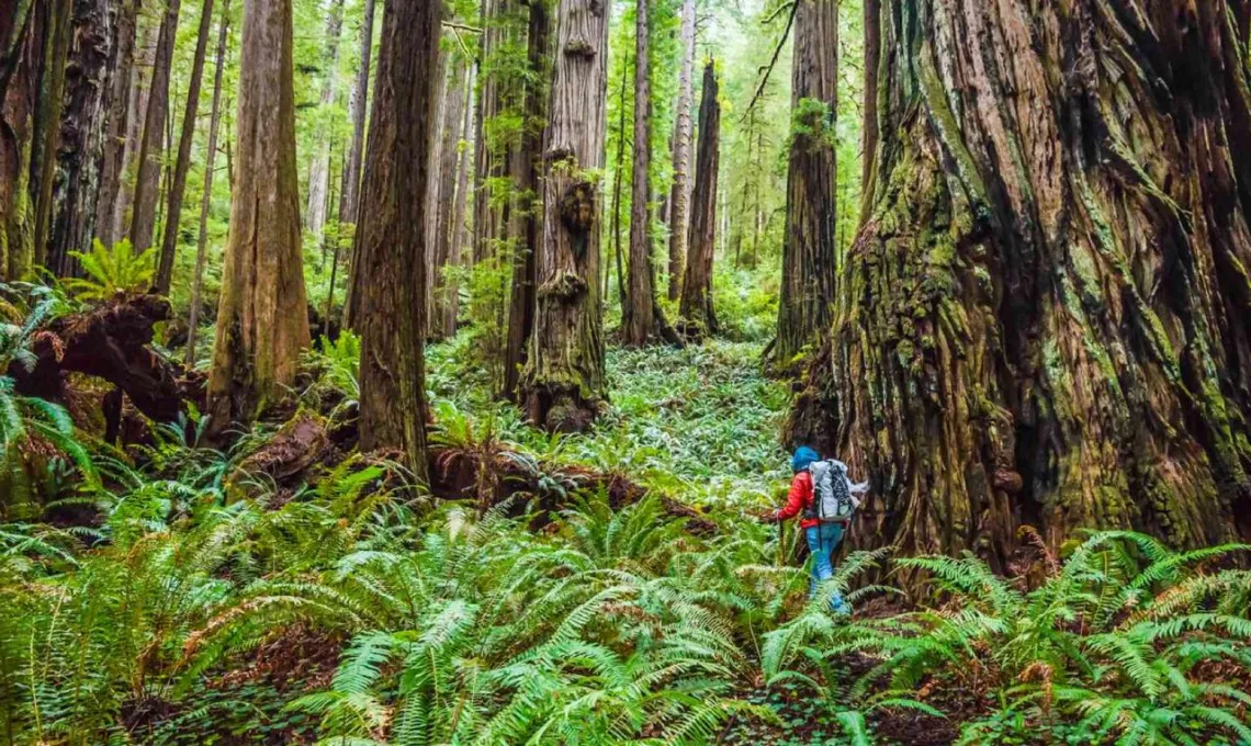 Redwood Forest
