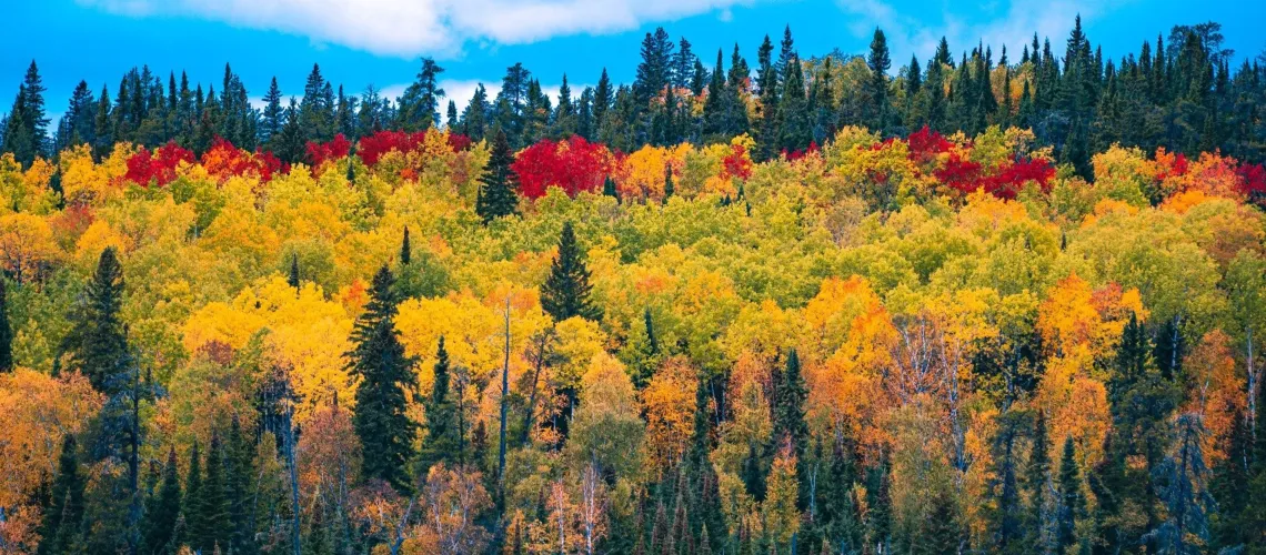 trees