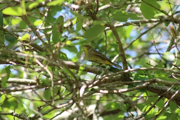 Bird on Tree Branch
