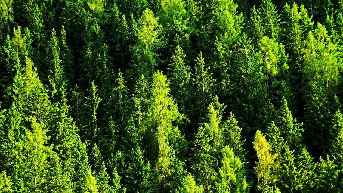 A birds-eye view of a lust forest.