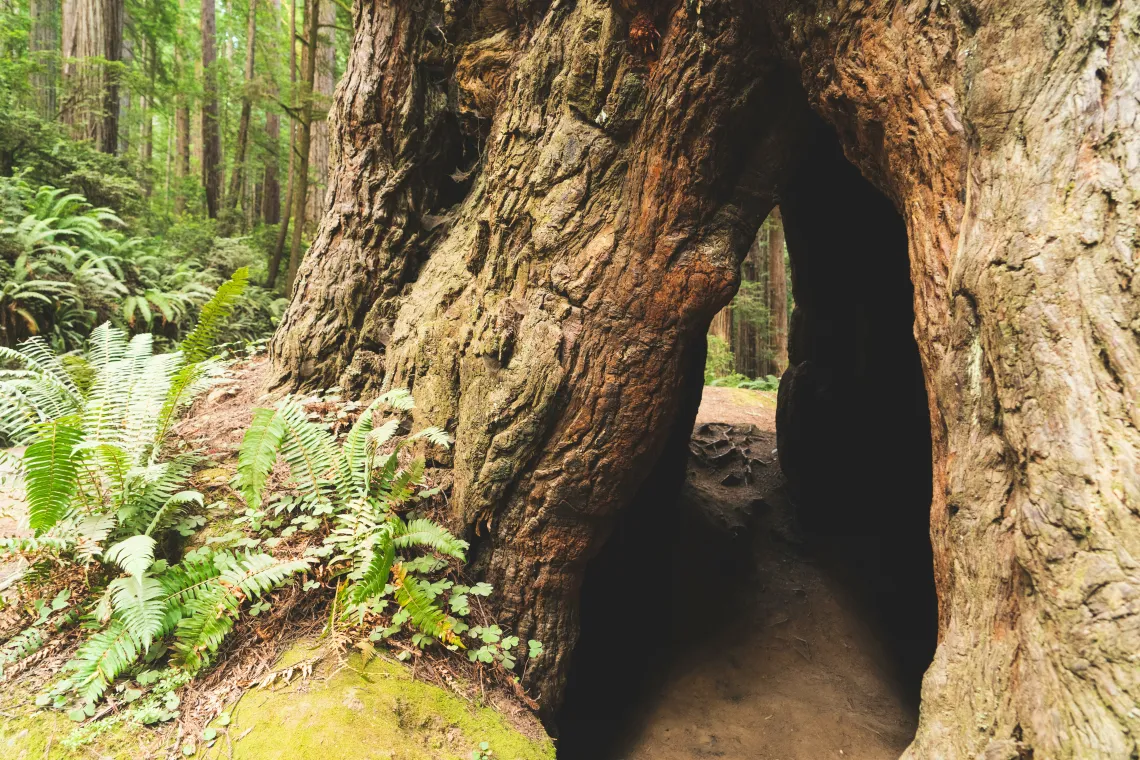 Large tree with a tunnel through it