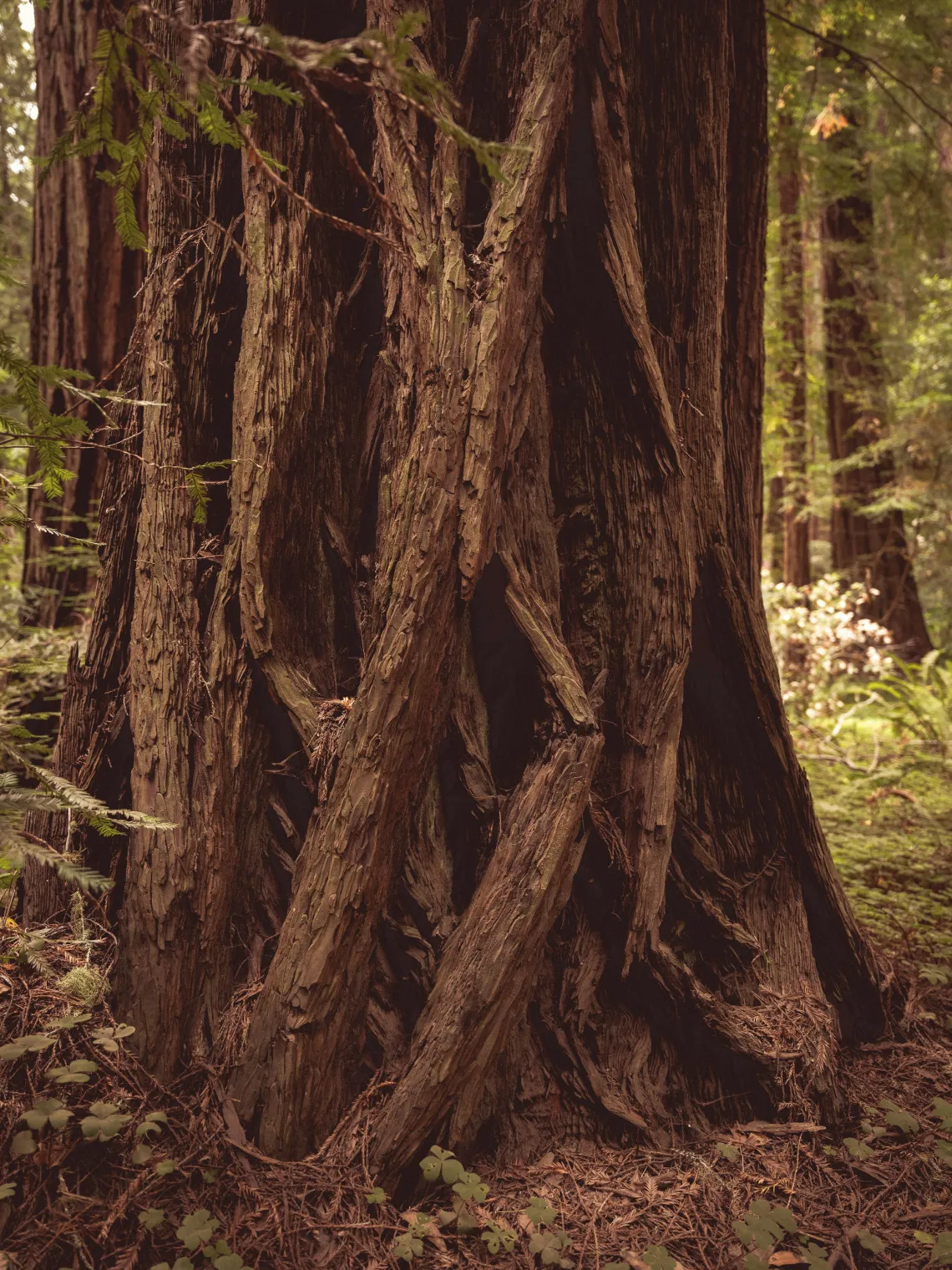 The base of a redwood tree,