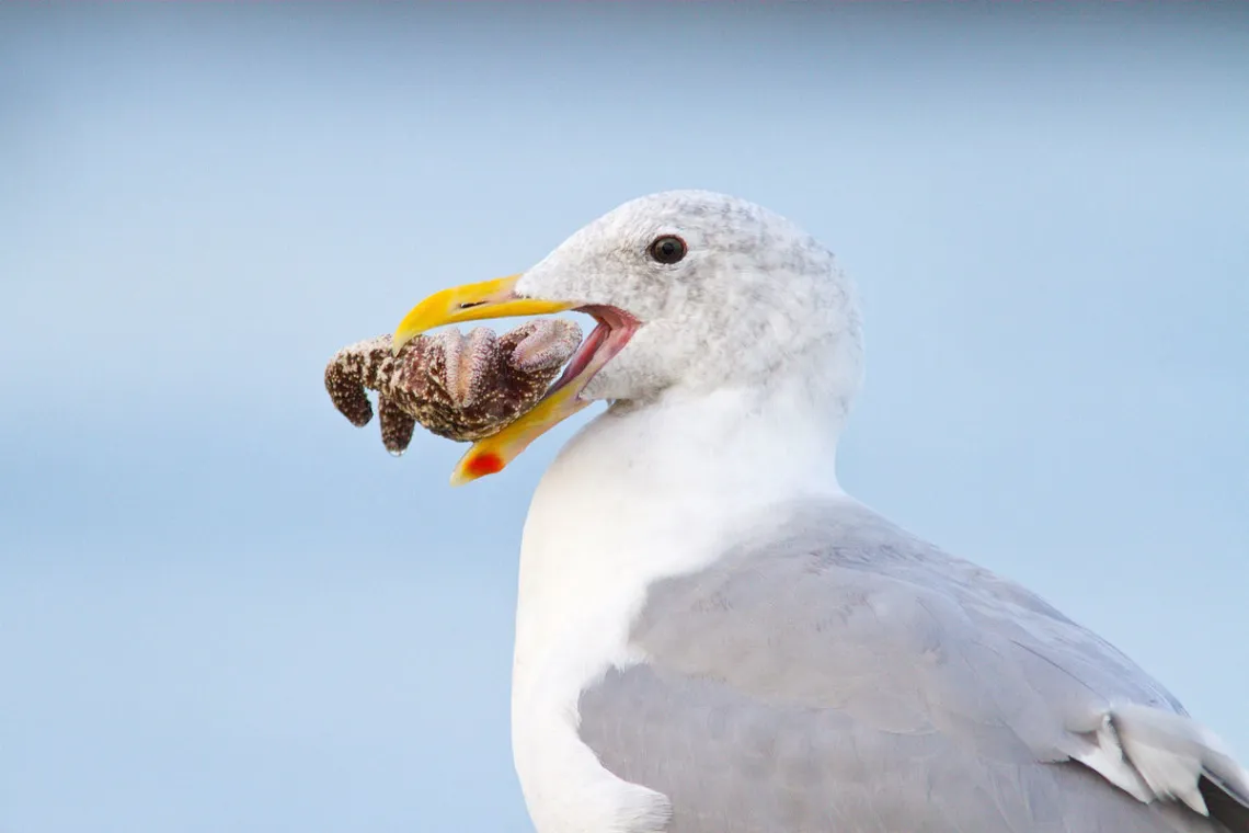 Sea bird with a crab in its mouth