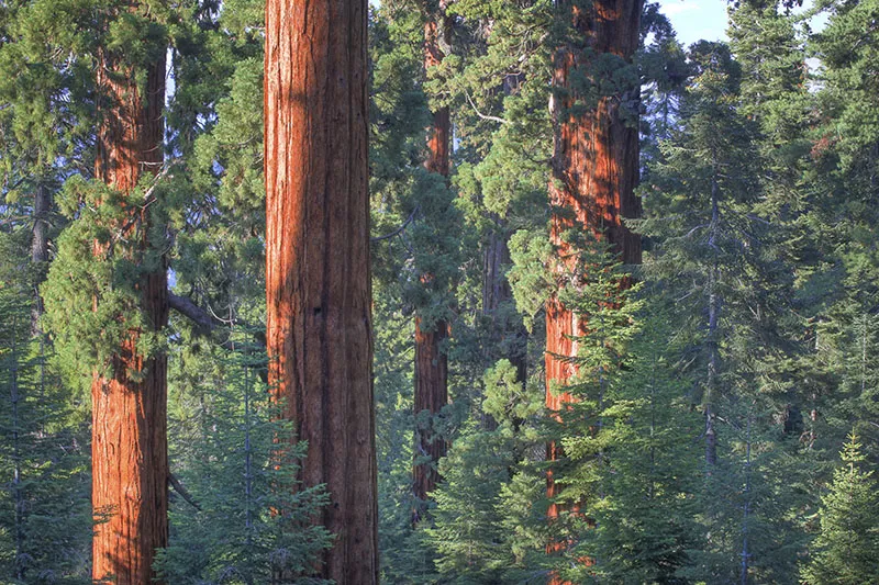 Giant sequoias