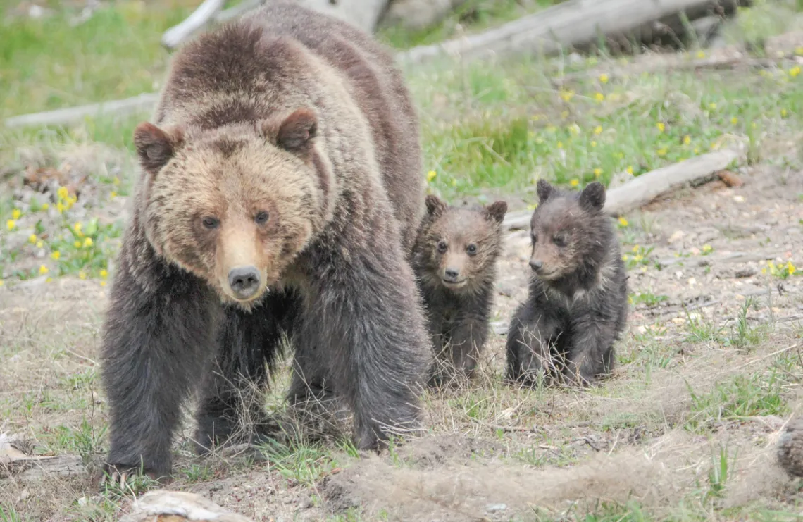 Grizzly bears