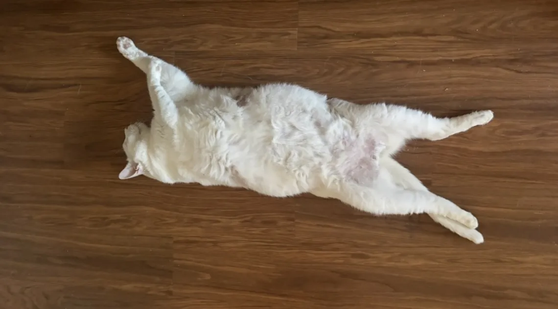 Meeks the cat
