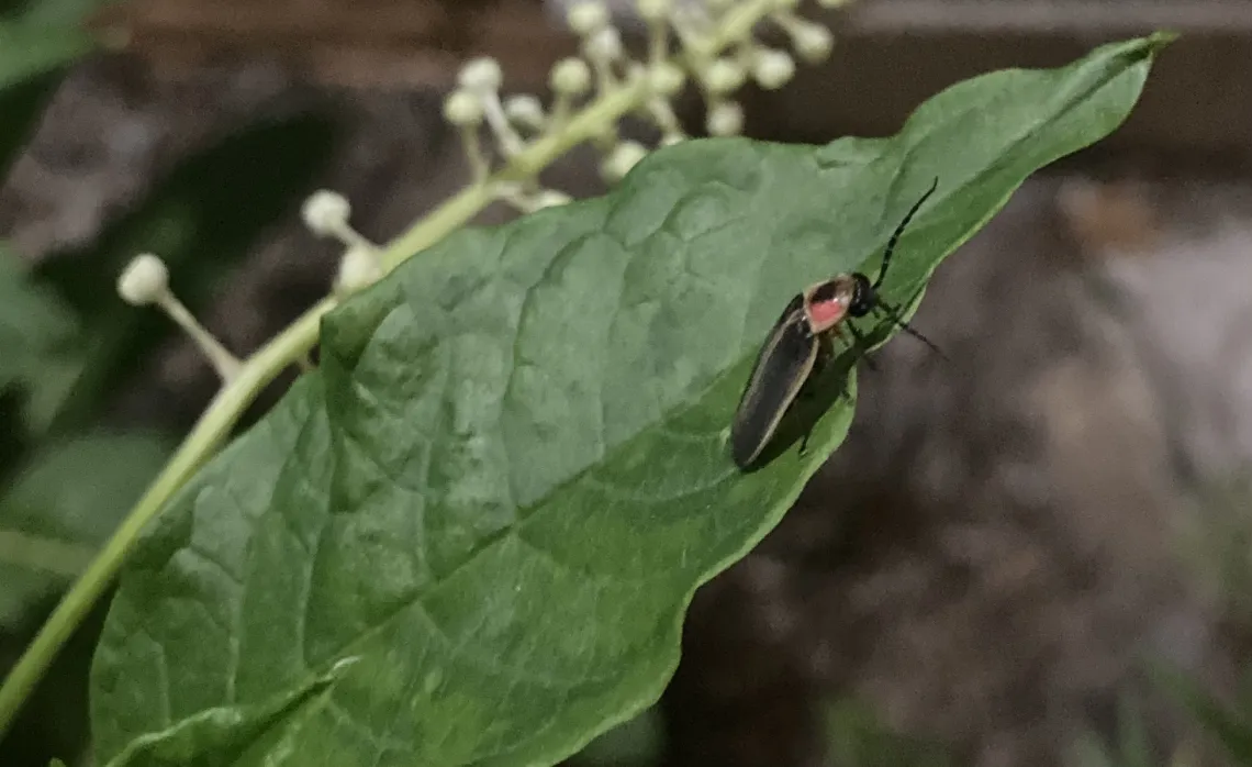 A small black insect with a red and black head on a green leaf of a plant