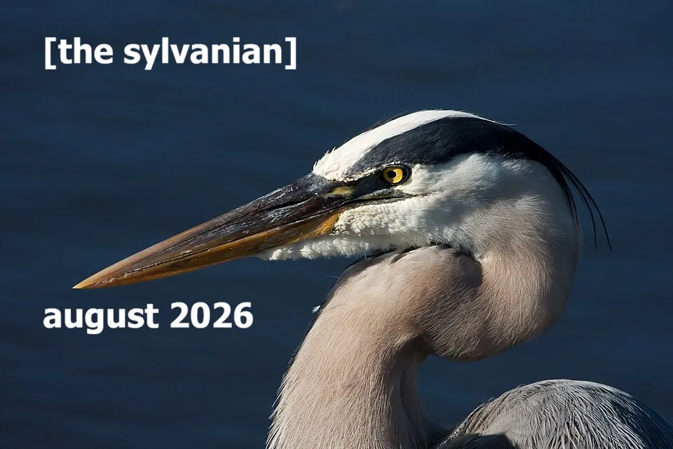 Great blue heron in profile against dark blue water
