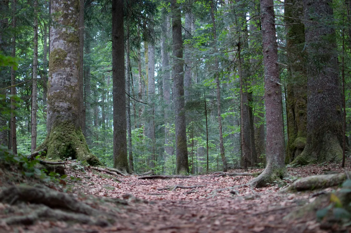 Dense forest