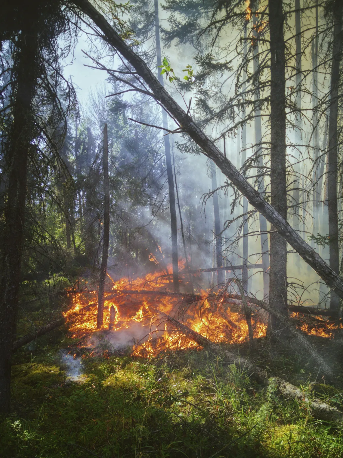 A grass fire in the forest