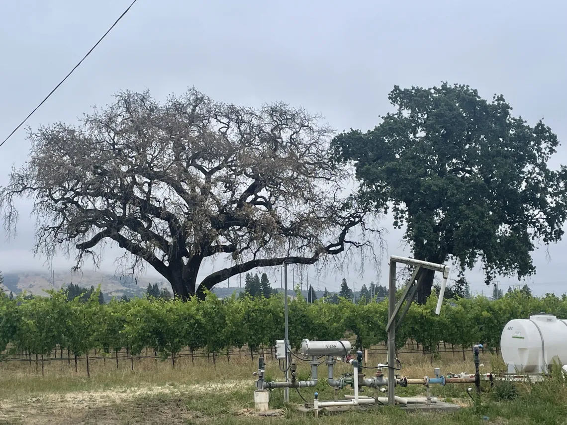 A dying oak tree infected with MOB next to a healthy oak