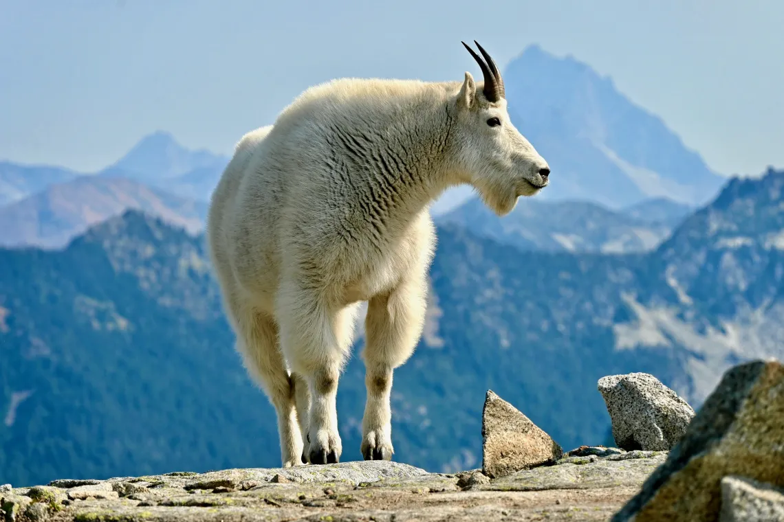 A large mountain goat looking to their left, with the Cascade Mountains in the background.