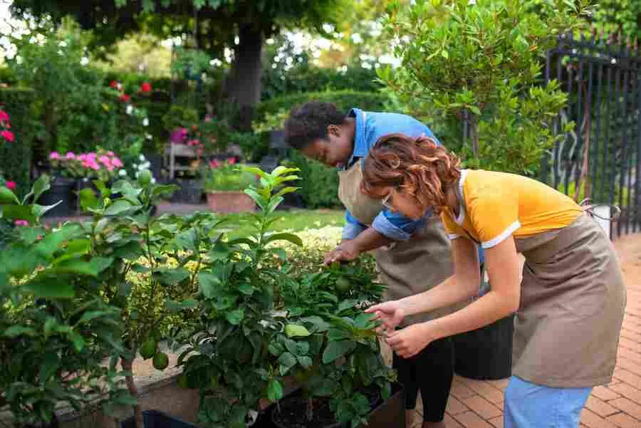 Native Plants