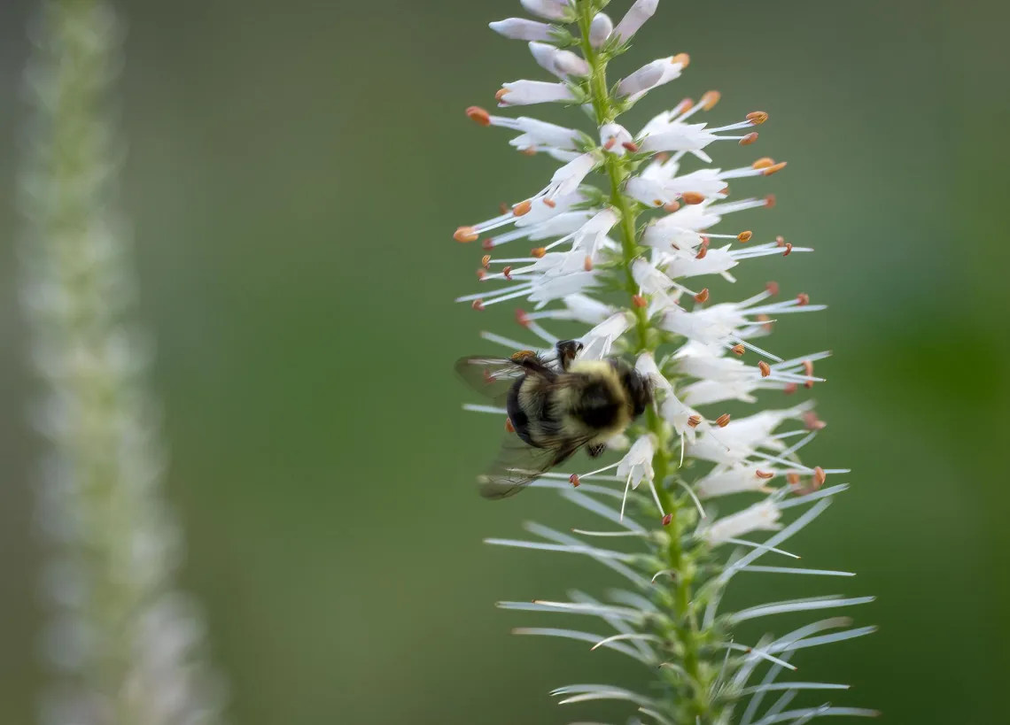 Bumblebee on Culver's Root flower. Photo credit: Steve Ring