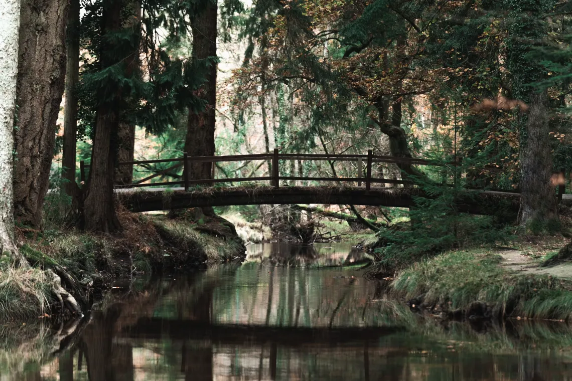 A bridge over a creek in a lush forest.