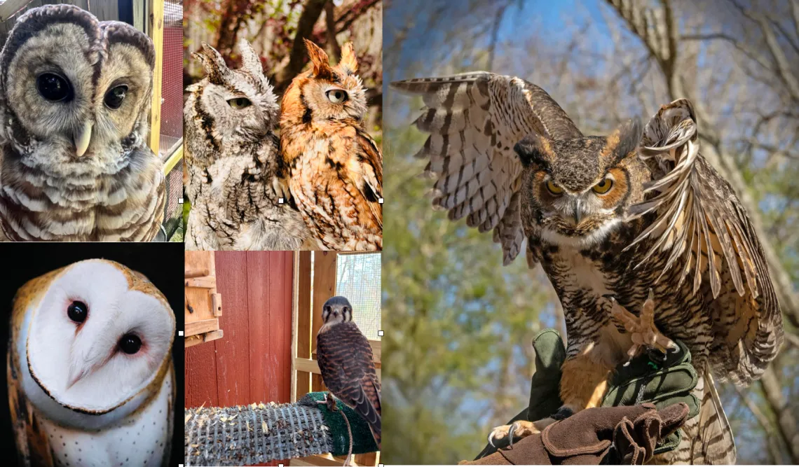 Raptor Gallery