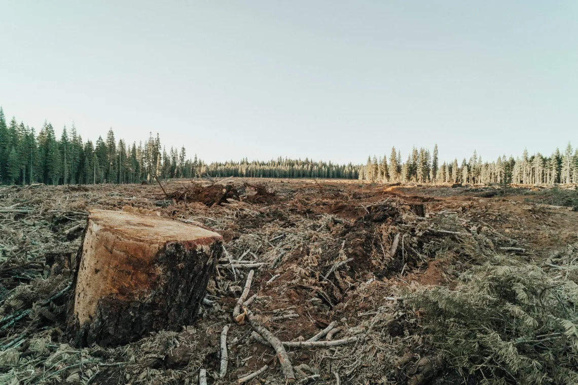 A tree stump in a field