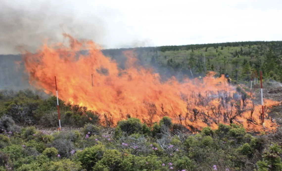 Large wildfire