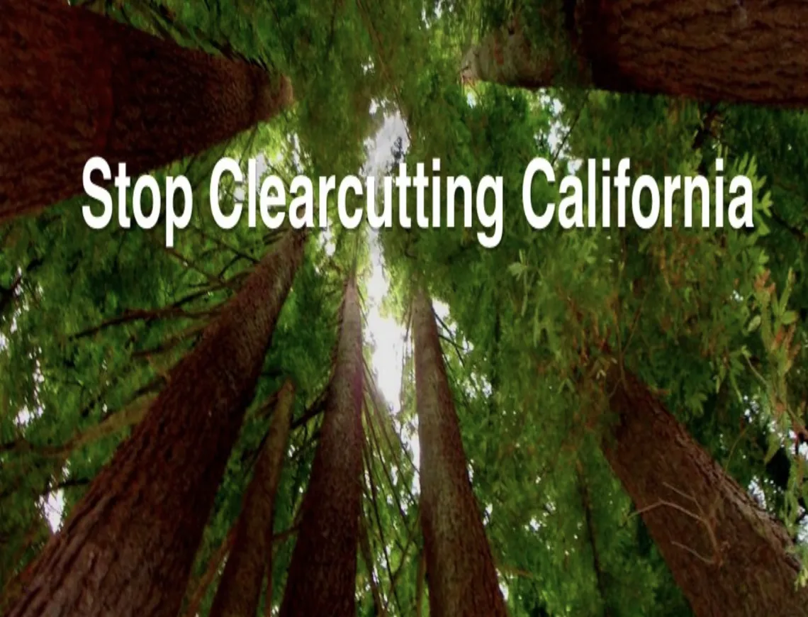 Stop Clearcutting CA forest photo