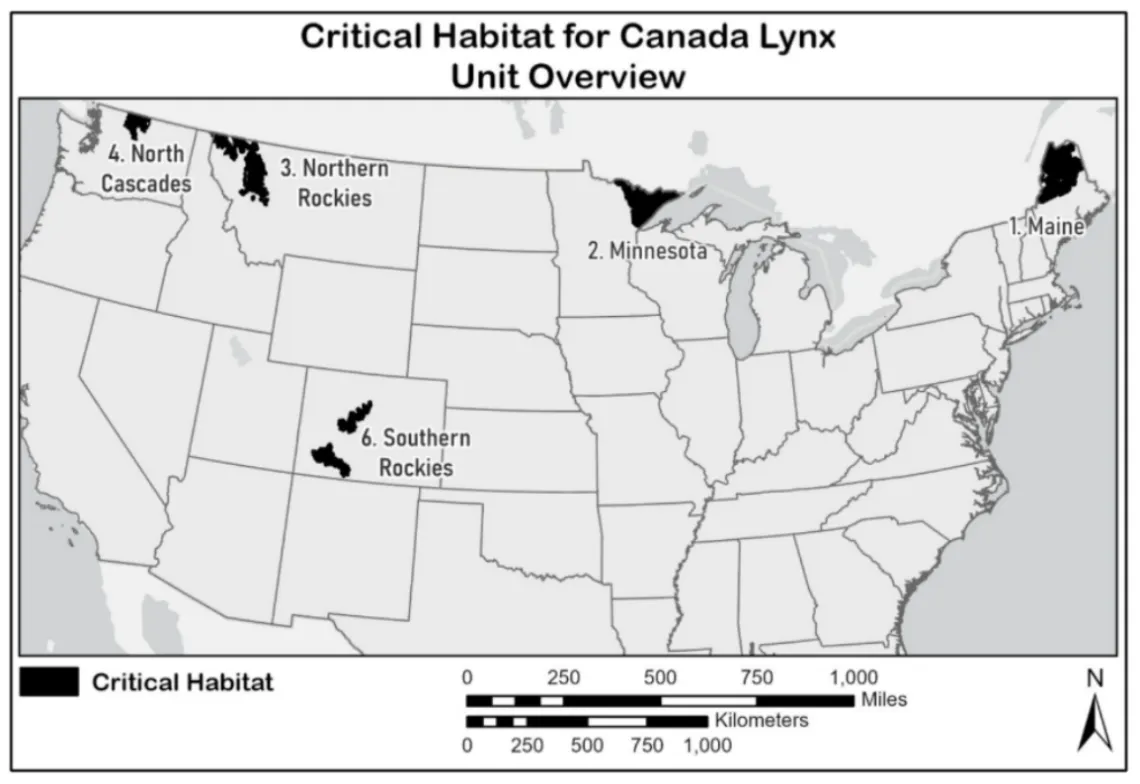 New lynx habitat