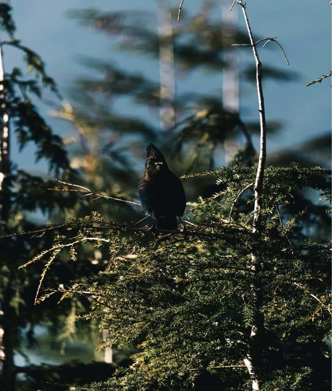 Black bird in a tree.