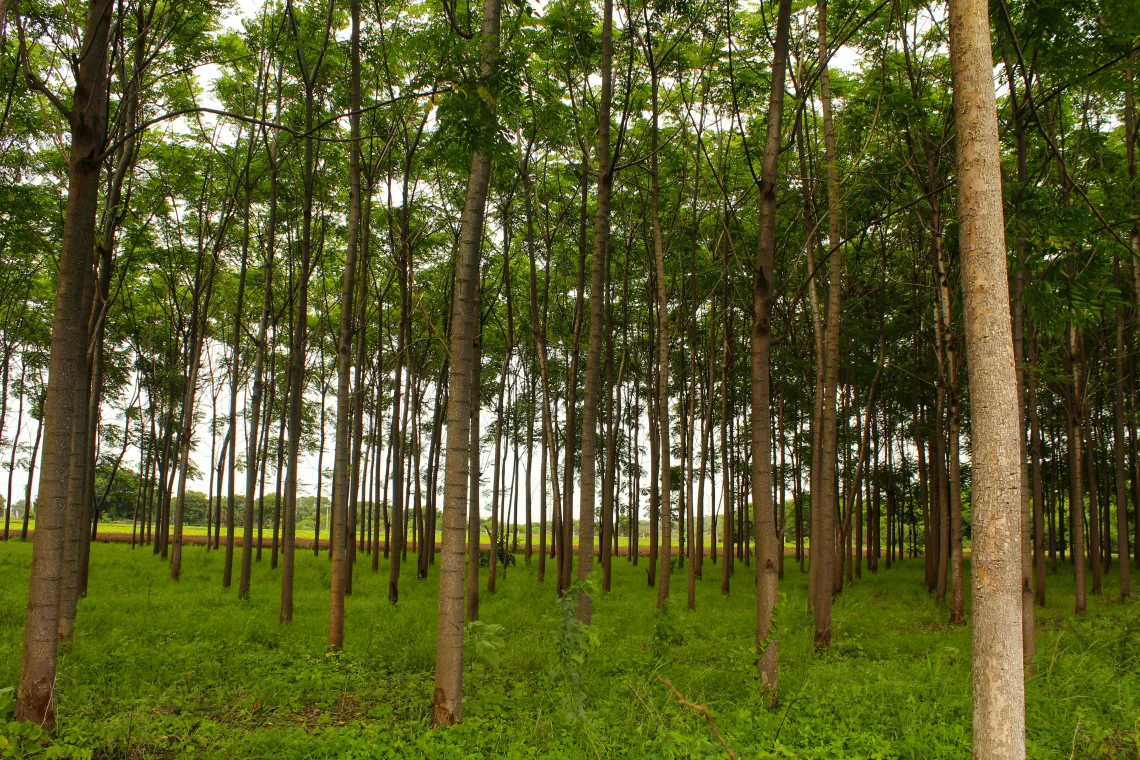 A green forest