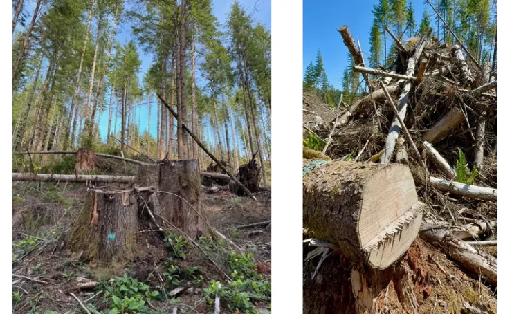 Two photos side by side of a forest clearcut.