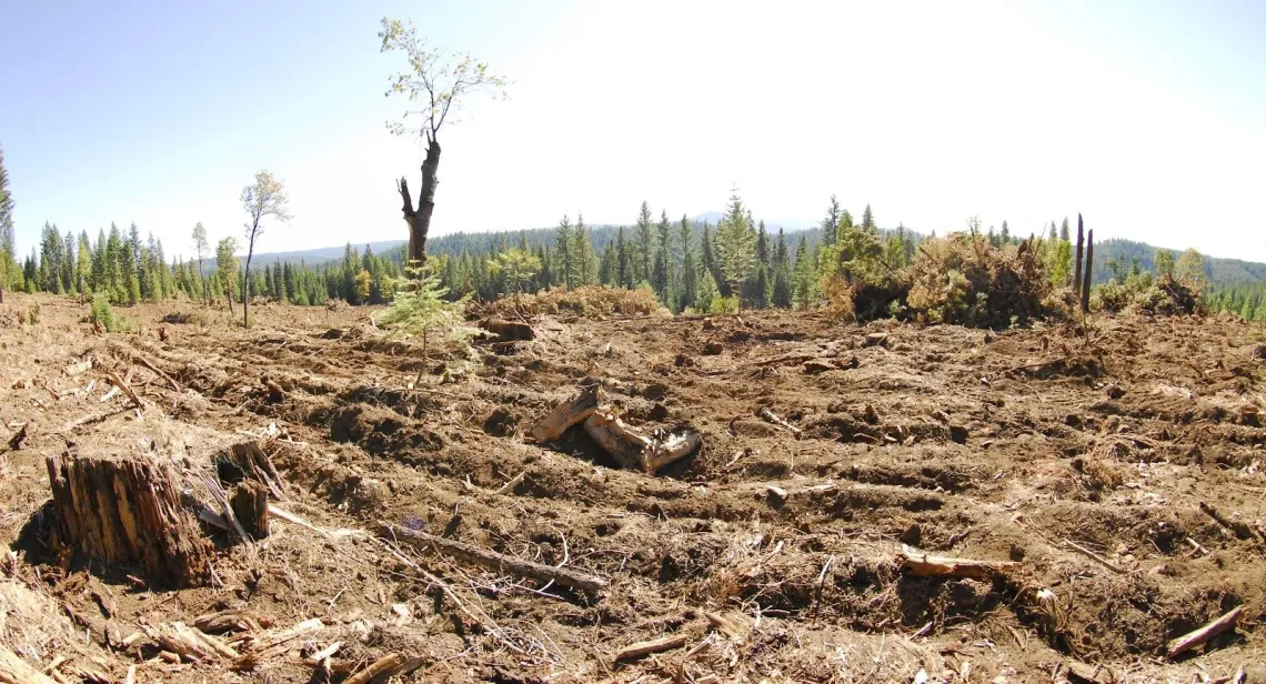 A clearcut forest.