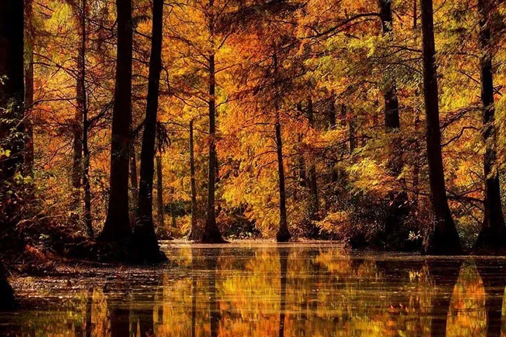 Delaware fall foliage