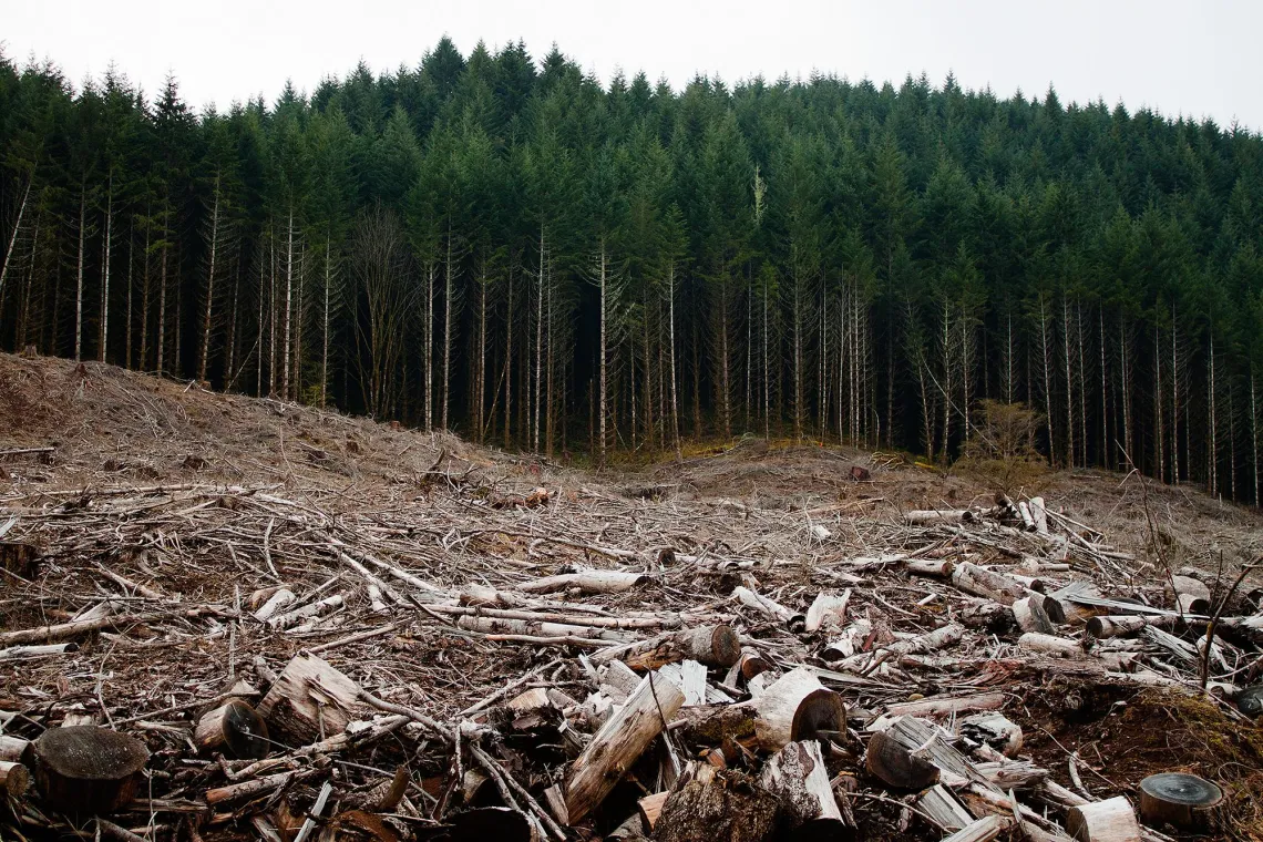 A ground view of a forest that has been clearcut.
