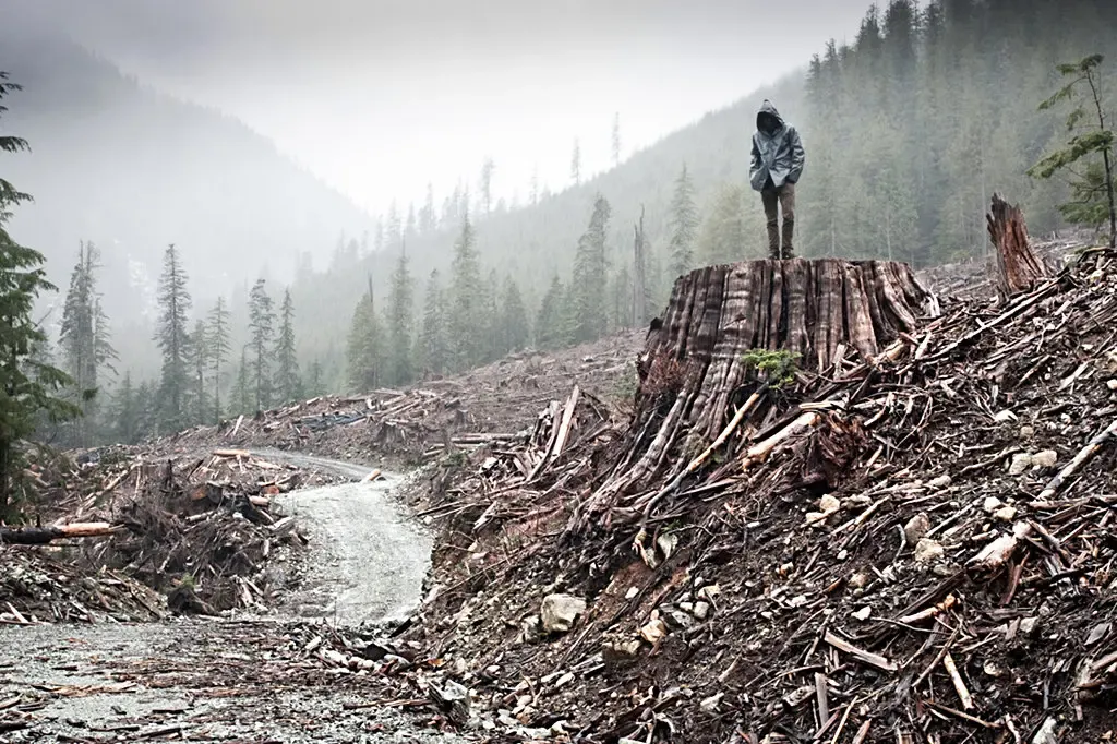 Man standing on a large stump in a clearcut forest.