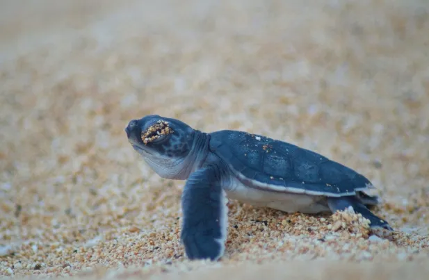 Turtle on Beach
