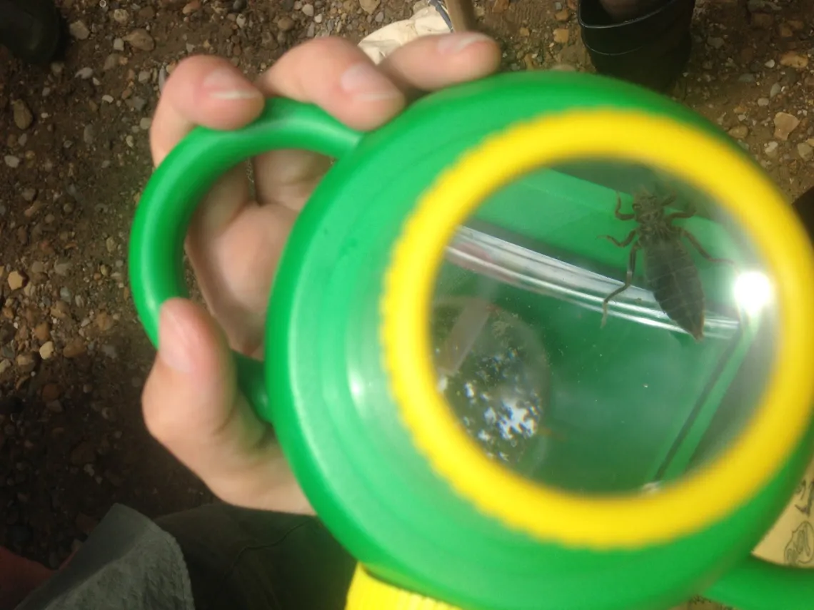 A green and yellow bug magnifier with a dark brown dragonfly nymph in it