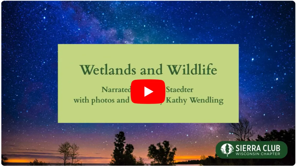 Wetlands and Wildlife at Night Cover Photo