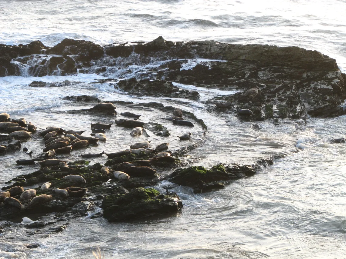 Seal rookery
