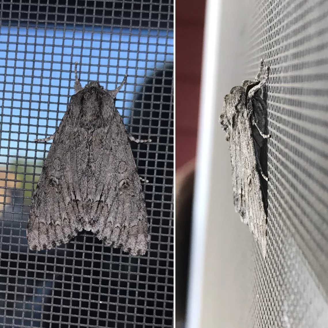 Two images of a brown patterned moth - one seen from above and the other from the side - on a window screen