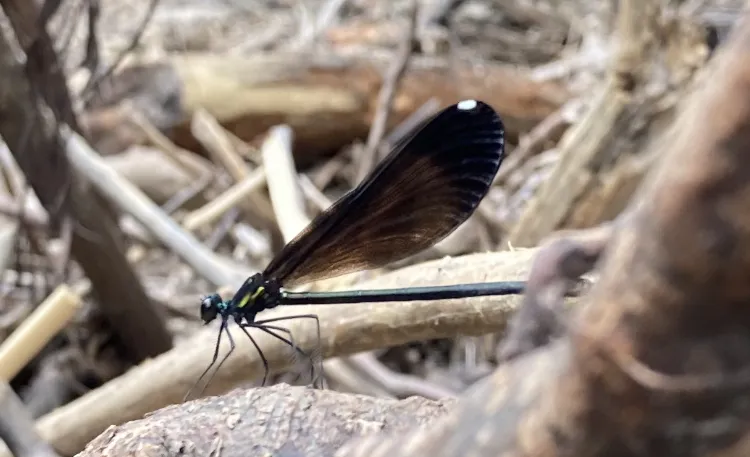 A dark brown, almost black, damselfly - an insect with a long thin body and long wider wings, six spindly legs, and a small head.