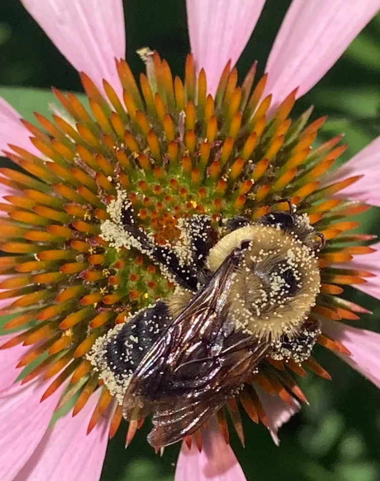 A large fuzzy bee covered in pollen on the orange center of a purple coneflower 