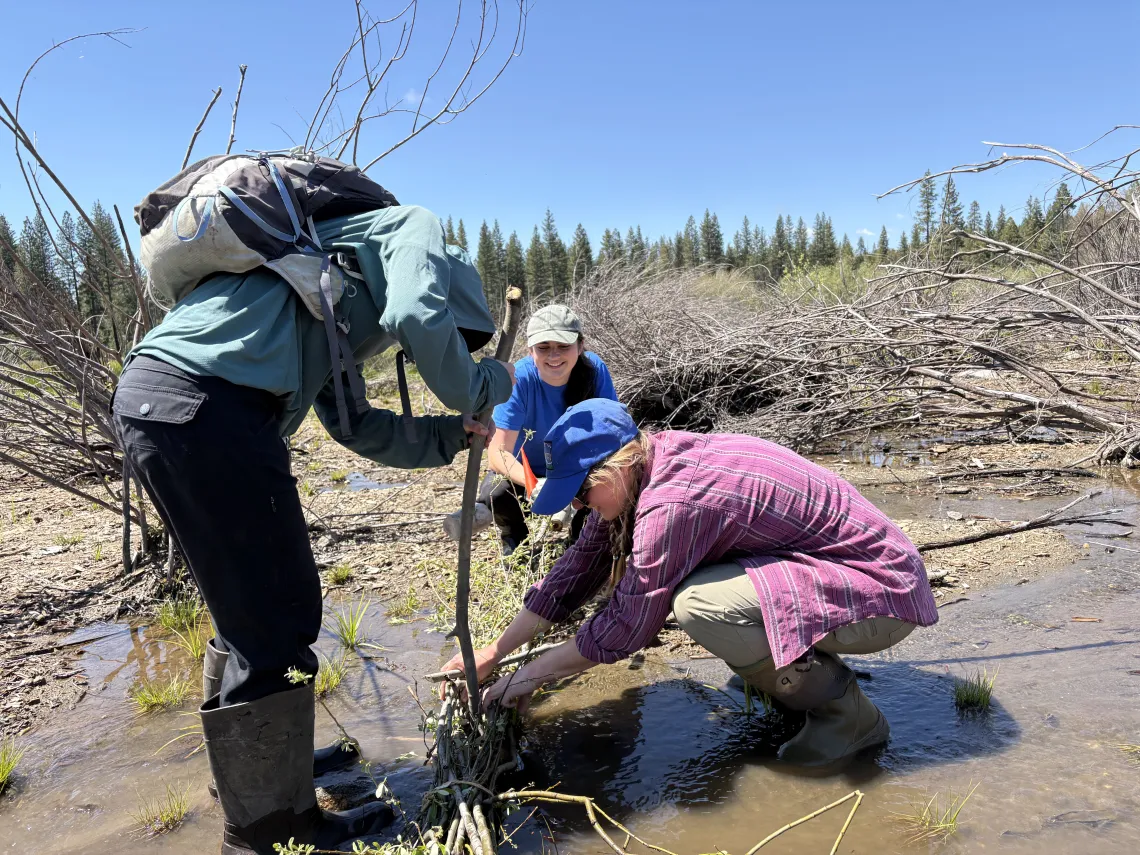 Three people installing willow bundles at a meadow restoration project in Ackerson Meadow, Yosemite NP