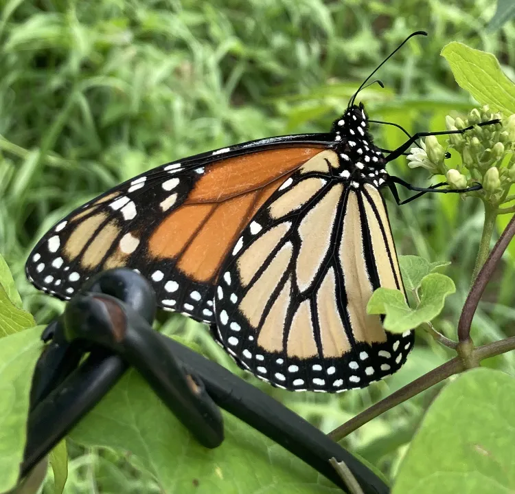 A red and black monarch butterfly with white spots on a green plant