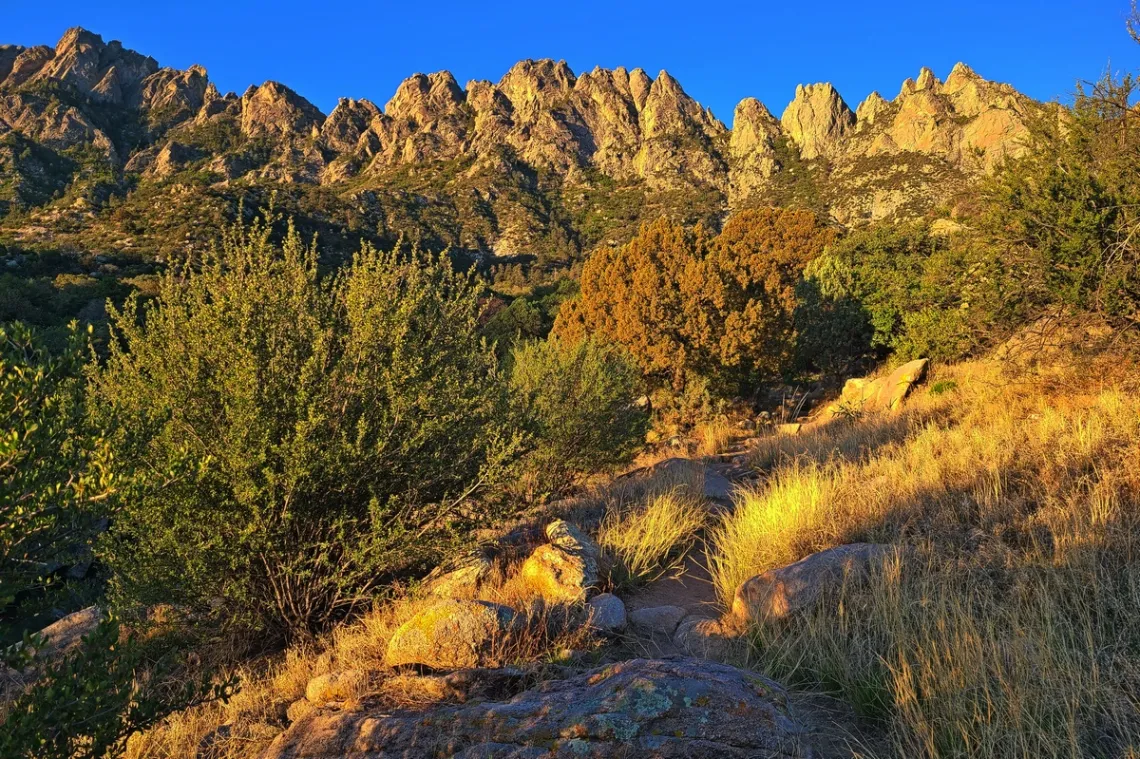 On Pine Tree trail