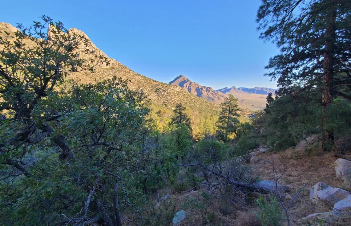 On Pine Tree trail, east side 
