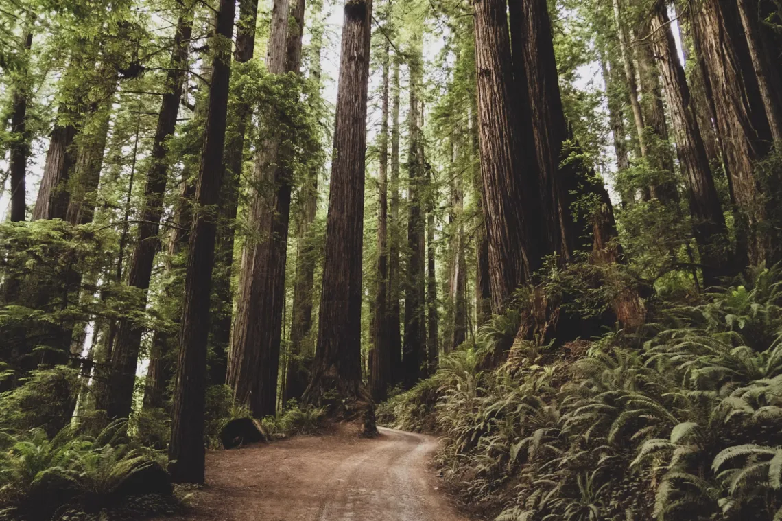 A redwood forest