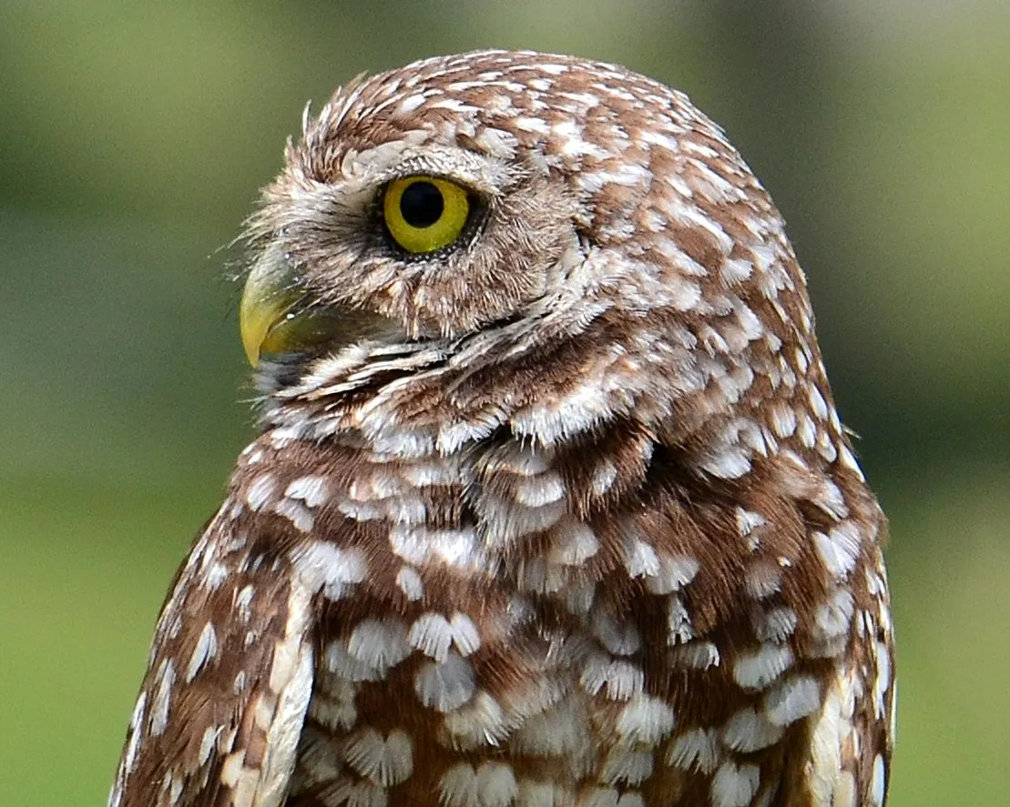profile close up of a burrowing owl