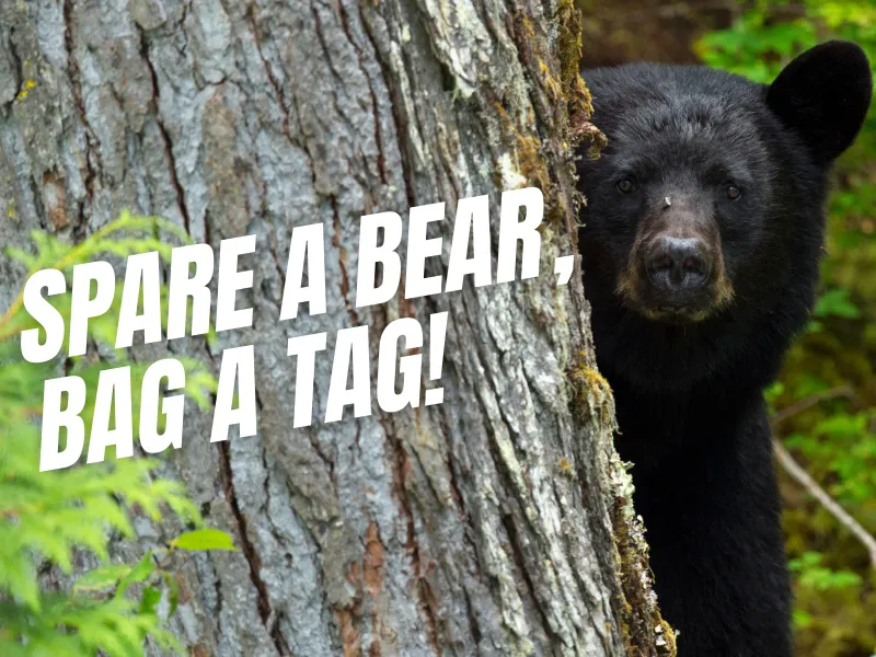 Spare a Bear