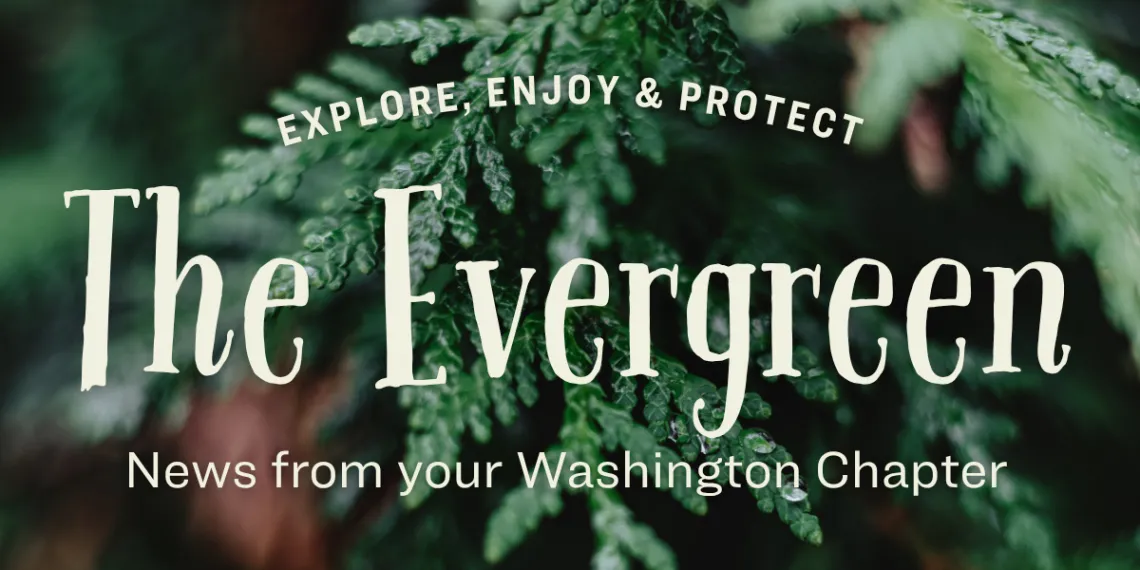 A closeup of a cedar bough with text that reads "Explore, Enjoy & Protect. The Evergreen. News from your Washington Chapter