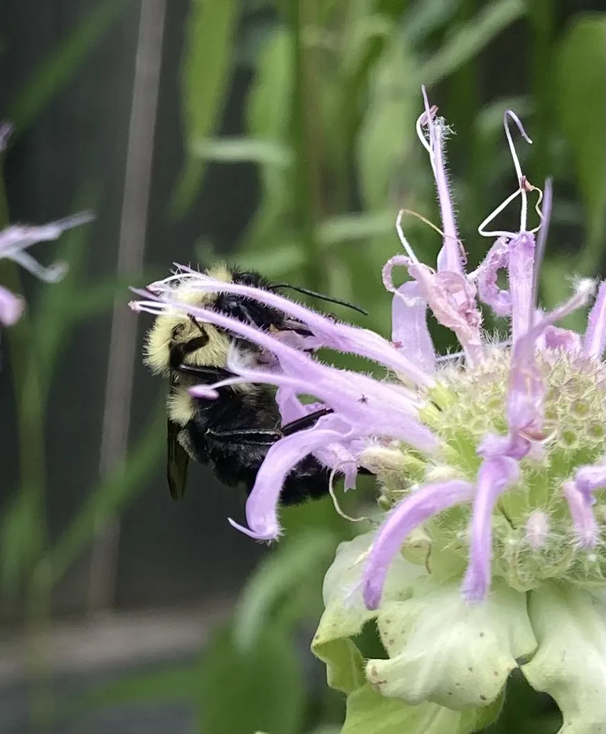 A bee on the delicate petals of a purple wild bergamot