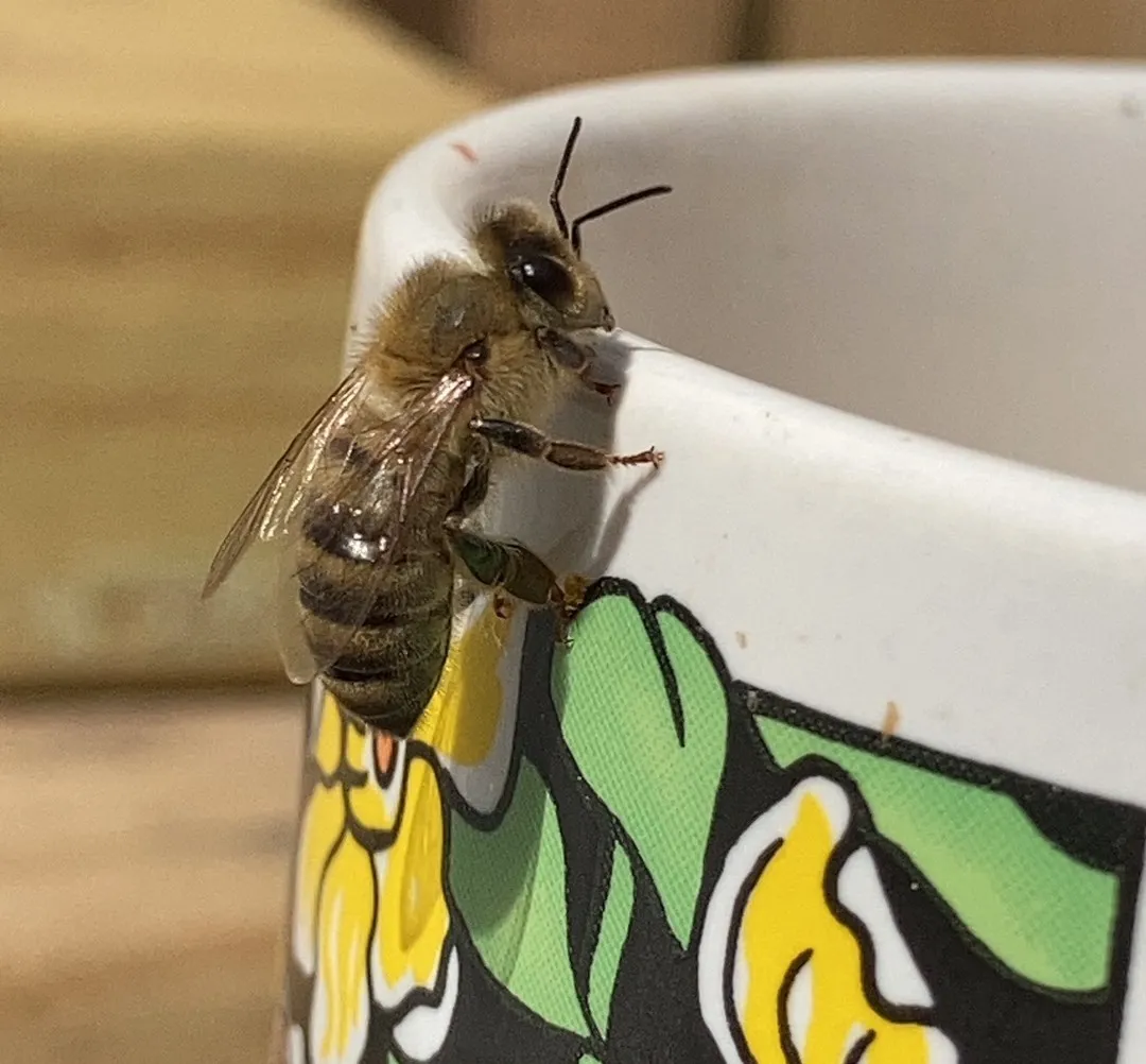 A slim yellow and black striped bee on the edge of a cup