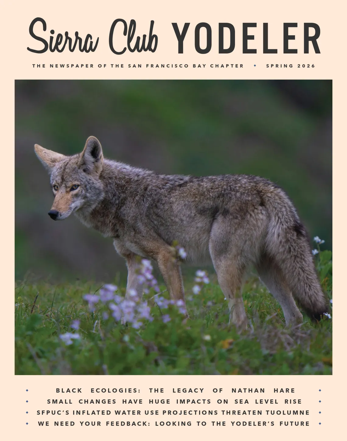 Spring 2026 Yodeler, coyote in the wildflowers