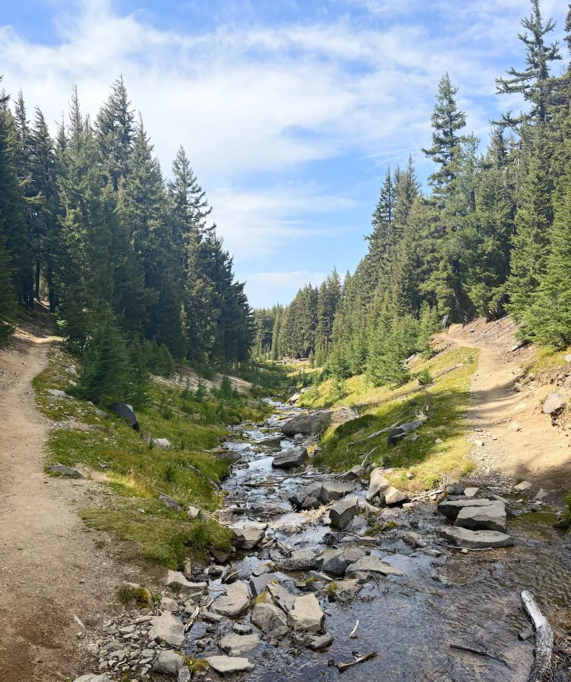 A photo of a small stream running through an open forest. Tall green conifer trees on either side and a blue sky in the background.